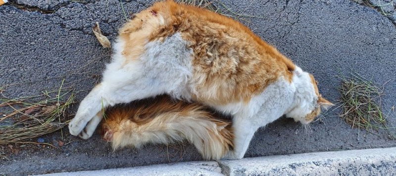 Brindisi Gatto Imbottito Di Petardi E Fatto Esplodere